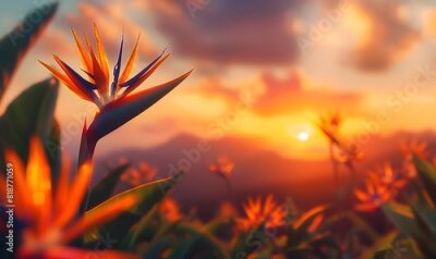 Papier peint  Strelitzia birds of paradise against a vivid sunset, Generative AI