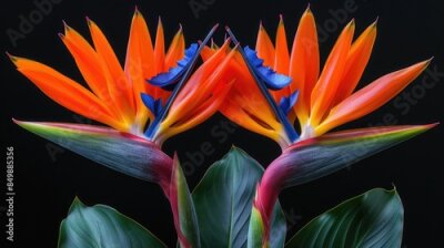 Papier peint  Strelitzia birds of paradise. Rare endangered plant and flower species  