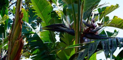 Papier peint  Strelitzia blanche
