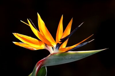 Papier peint  Strelitzia Bloom