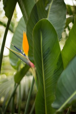 Papier peint  Strelitzia bloom and leaves
