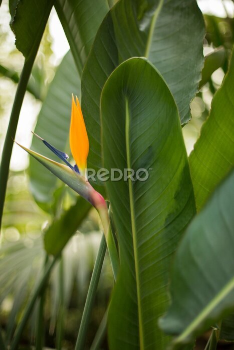 Papier peint  Strelitzia bloom and leaves
