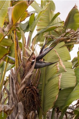 Papier peint  Strelitzia bloom in the nature, Tenerife, Spain