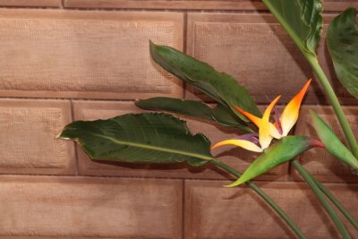Papier peint  Strelitzia  blooming flowers. Elegant  botanical  of wild flowering plant. 