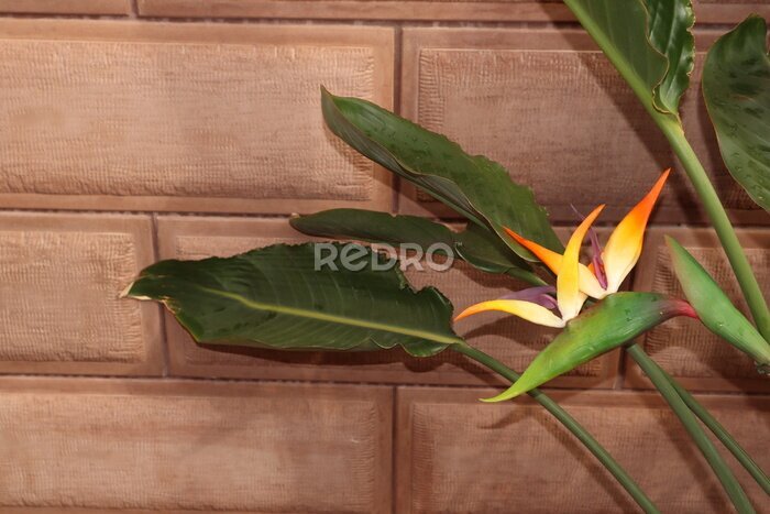Papier peint  Strelitzia  blooming flowers. Elegant  botanical  of wild flowering plant. 