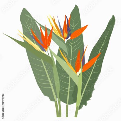 Papier peint  Strelitzia  blooming flowers isolated on white background. Elegant detailed botanical drawing of wild flowering plant. Hand drawn realistic vector illustration. 