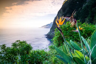 Papier peint  Strelitzia blooming on Madeira, Portugal