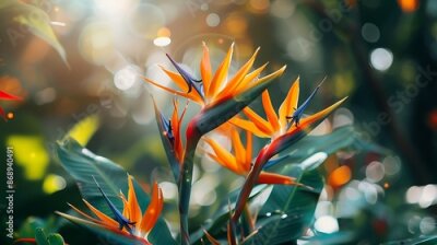 Papier peint  Strelitzia blooms in bloom for aesthetic purposes in a flower garden beautiful floral image very detailed and realistic shape