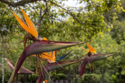 Papier peint  Strelitzia blossom, Azores Islands