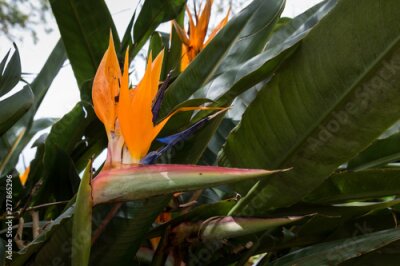 Papier peint  Strelitzia blossom, Azores Islands