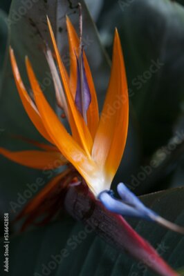 Papier peint  Strelitzia blossom close up