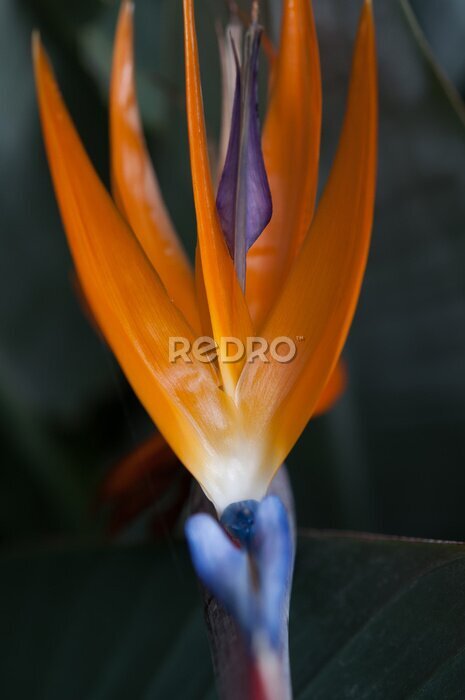 Papier peint  Strelitzia blossom close up