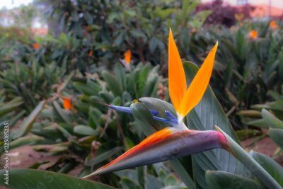 Papier peint  Strelitzia blossom in the nature, Madeira, Portugal