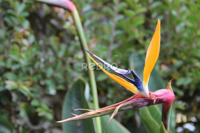 Papier peint  Strelitzia botanical gardenMadeira Portugal