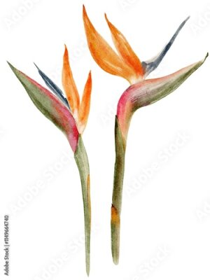 Papier peint  strelitzia botanical watercolor illustration isolated on white