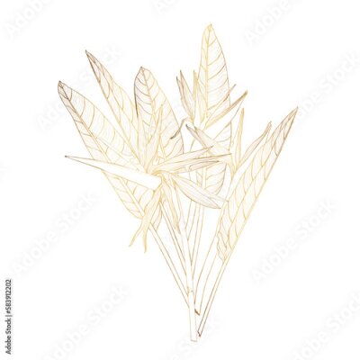Papier peint  Strelitzia bouquet hand drawing golden flower. Minimal art flower on white backgroud. Modern universal aesthetic floral card, hand drawn abstract shapes. Good for poster, card, banner, cover.