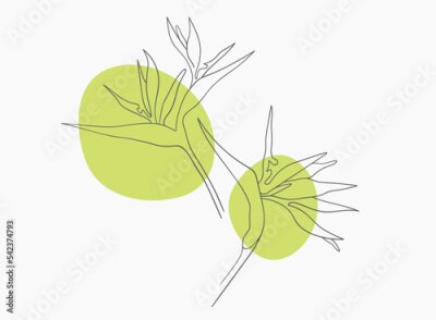 Papier peint  Strelitzia branch with shapes on white background. Flower line art vector. Wedding flower outline. Tropical flower
