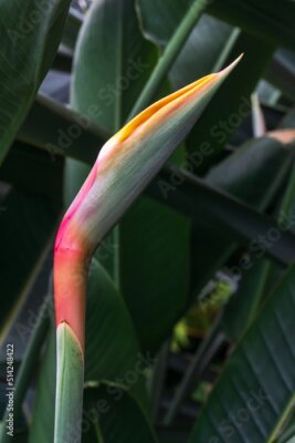 Papier peint  Strelitzia bud on a background of dark green leaves