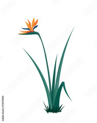 Papier peint  Strelitzia bush - bird of paradise, eps 10 format