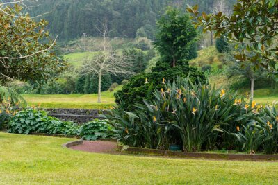 Papier peint  Strelitzia bushes with blooming flowers in public park