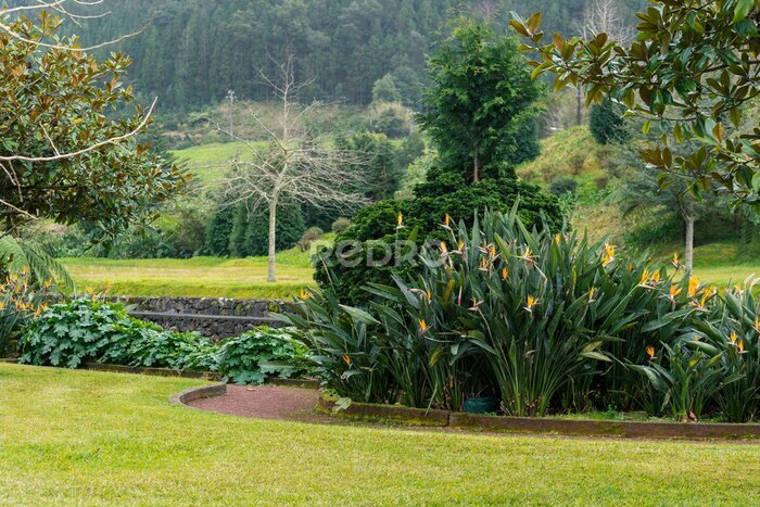 Papier peint  Strelitzia bushes with blooming flowers in public park