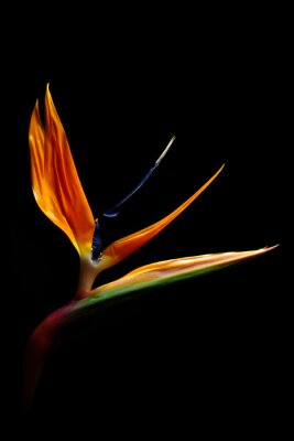 Papier peint  Strelitzia by Night