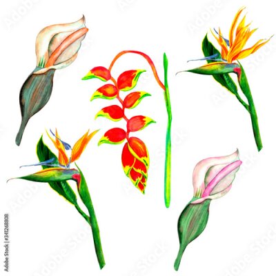 Papier peint  Strelitzia, calla lily, heliconia flower. Botanical watercolor illustration