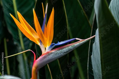 Papier peint  Strelitzia-China Changchun Agricultural Expo Garden Flower Display