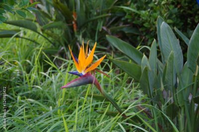 Papier peint  Strelitzia, Colorful Flower