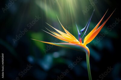 Papier peint  Strelitzia colorful tropic colored flower multi exotic