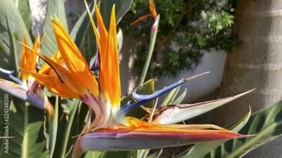 Papier peint  Strelitzia colorida do jardim