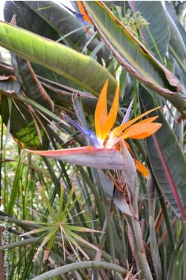 Papier peint  Strelitzia, common name: bird of paradise flower / plant or crane flower