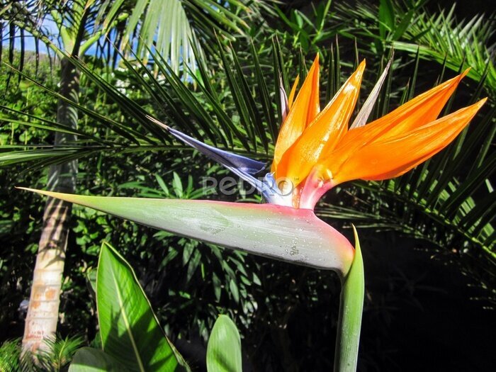 Papier peint  Strelitzia, common name: bird of paradise flower / plant or crane flower