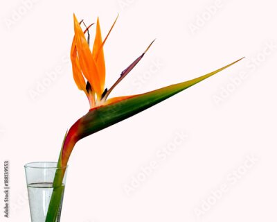 Papier peint  Strelitzia contre blanc