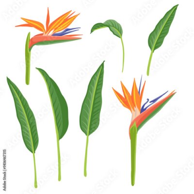 Papier peint  Strelitzia, crane flowers, bird of paradise, vector drawing wild plants at white background, floral elements, hand drawn botanical illustration