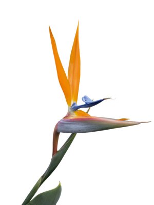 Papier peint  Strelitzia cut out and isolated or the bird of paradise blossom in the flowerbeds of the tropical streets of Brazil.