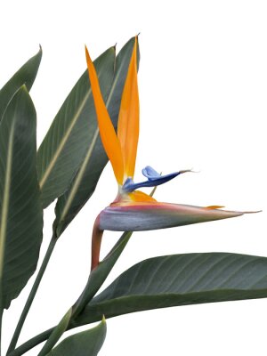 Papier peint  Strelitzia cut out and isolated or the bird of paradise blossom in the flowerbeds of the tropical streets of Brazil.