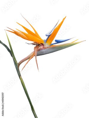 Papier peint  Strelitzia cut out and isolated or the bird of paradise blossom in the flowerbeds of the tropical streets of Brazil.