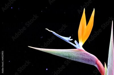 Papier peint  Strelitzia dans la lumière des étoiles