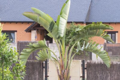 Papier peint  Strelitzia dans un jardin