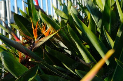 Papier peint  Strelitzia dans un jardin urbain