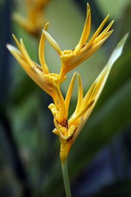 Papier peint  Strelitzia de Bornéo. Le paradis endormi papillons.