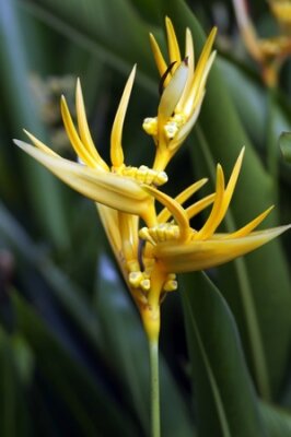 Papier peint  Strelitzia de Bornéo. Le paradis endormi papillons.