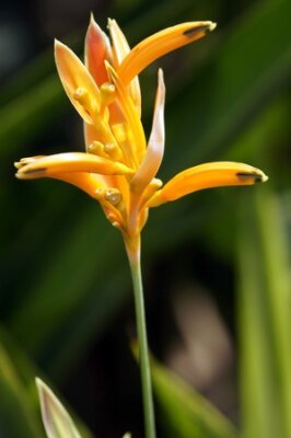 Papier peint  Strelitzia de Bornéo. Le paradis endormi papillons.