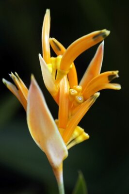 Papier peint  Strelitzia de Bornéo. Le paradis s'est endormi papillons.
