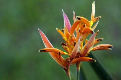 Papier peint  Strelitzia de Bornéo. Le paradis tombé papillons endormis.