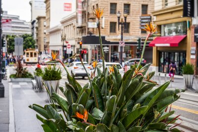 Papier peint  Strelitzia de brousse en fleurs dans les rues de la ville, San Francisco, Californie, USA