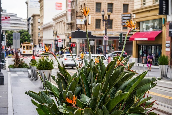 Papier peint  Strelitzia de brousse en fleurs dans les rues de la ville, San Francisco, Californie, USA