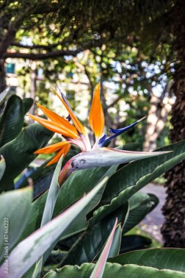 Papier peint  Strelitzia de fleur tropicale, oiseau de paradis, l'île de Madère