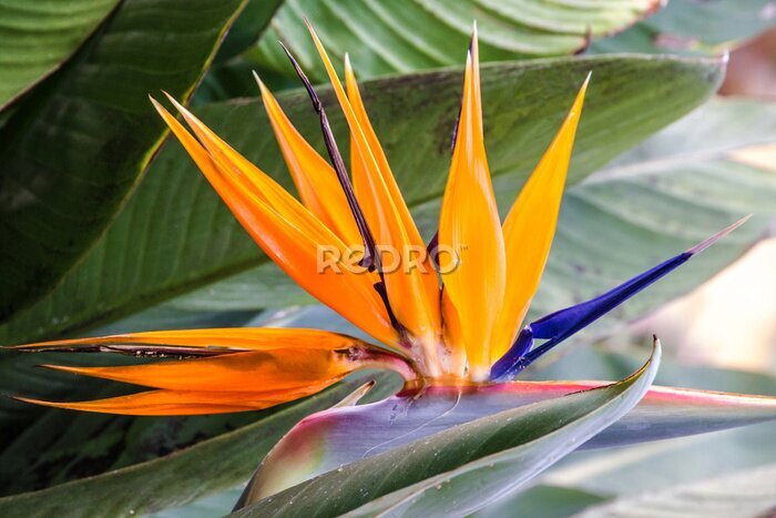 Papier peint  Strelitzia de fleur tropicale, oiseau de paradis, l'île de Madère